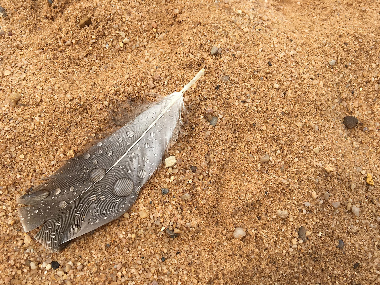 Feder im Sand / Foto: Harmsen